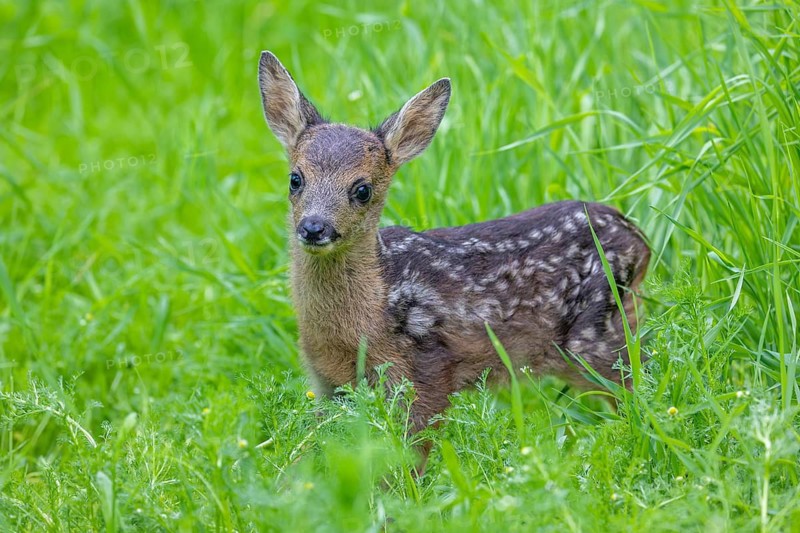 European roe deer (Capreolus capreolus), cute vulnerable fawn hidden in long grass in meadow, grassland in spring