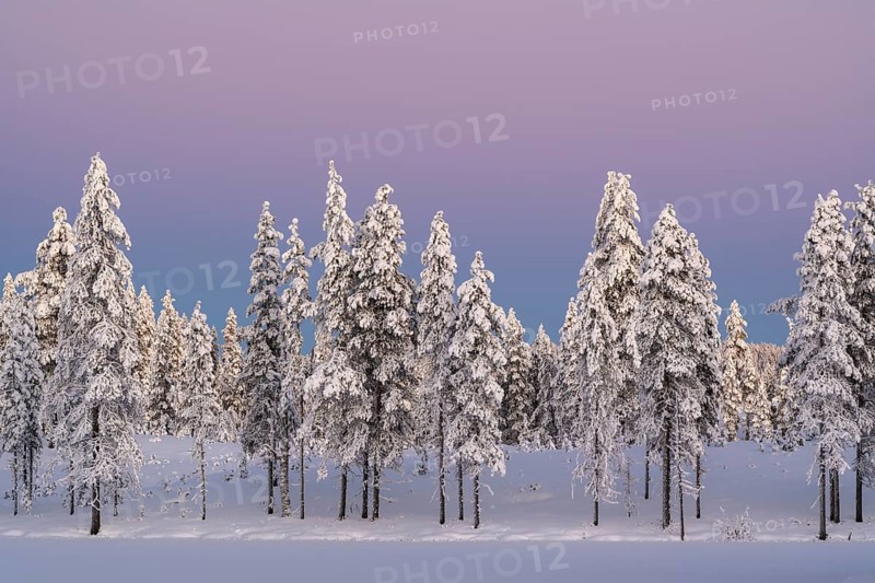 Snowy winter forest at dusk, Nattavaara, Norrbotten, Lapland, Sweden, November 2023