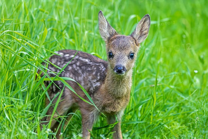 European roe deer (Capreolus capreolus), cute vulnerable fawn hidden in long grass in meadow, grassland in spring