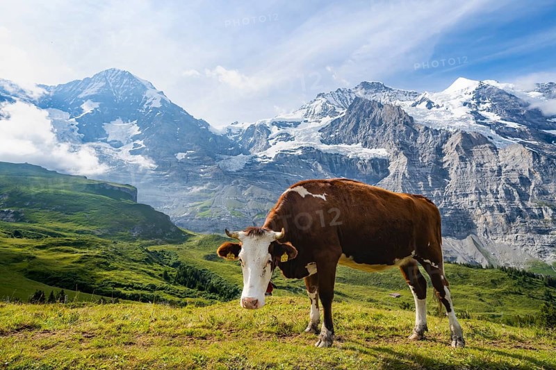 Cow on an alpine meadow, mountain panorama with peaks Eiger, Mönch and Jungfrau, Kleine Scheidegg, Jungfrau region, Bernese Oberland, Switzerland