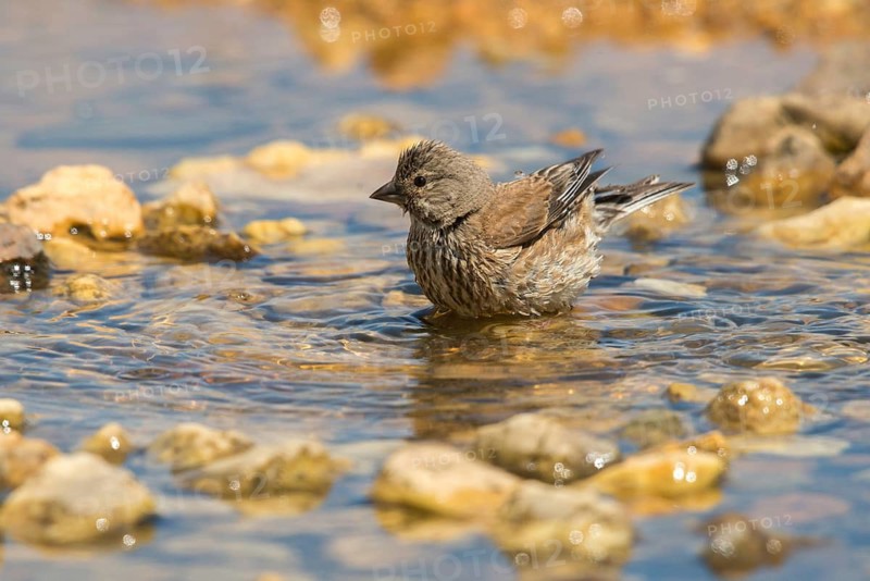 Acanthis cannabina, bloodbird, linaria cannabina, linnet, bath, bird bath, birds, female, hänfling, passeri, songbirds, potion, birdbath, birds, watering place, female