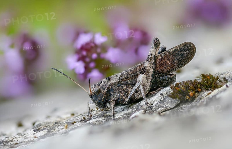 Acrididae, caelifera, field locusts, gomphocerinae, grasshoppers, short-feeler, psophus stridulus, red-winged snoring scare, grasshoppers, grasshoppers, insects, rattle grasshoppers