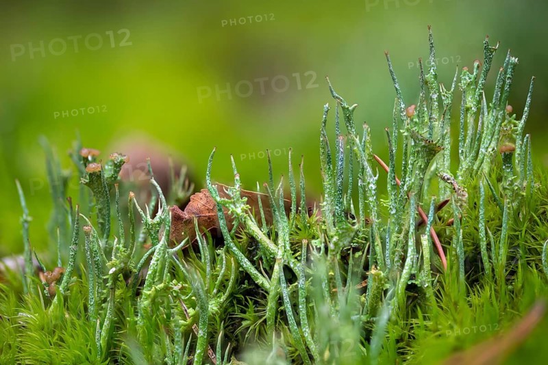 Broom moss, Cladonia gracilis, dicranum scoparium, lichen, fork tooth moss, common fork moss, slender cup lichen, delicate shrub lichen, delicate cup lichen, lichen, moss