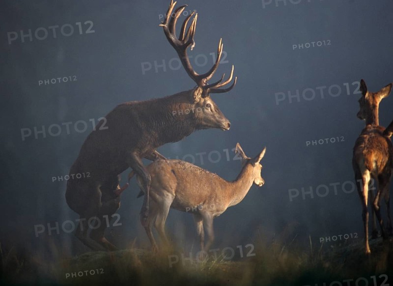 Artiodactyla, Cervus Elaphus, even-toed ungulate, cloven-hoofed, red deer, red deer, rutting, couple, deer, female, deer, copula, leo, male, mammals, mating, male, mating, muting, rut, mammals, female