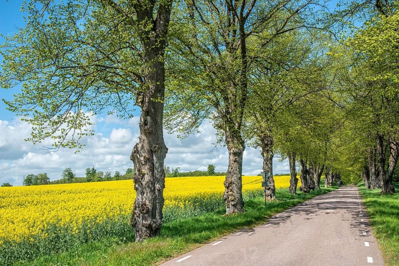 Landscape with fields of yellow flowering rapeseed and avenue at a country road in Ystad municipality, Skåne county, Sweden, Scandinavia