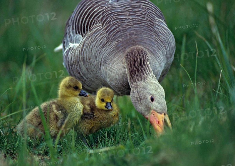 Anser Anser, Dune Boy, Greylag or Graylag Goose, Grelag Goose, Chicks, Anatidae, Birds, Duckbirds, Goose, Geese, Gössel, Leo, Pullus, Birds, Waterbirds