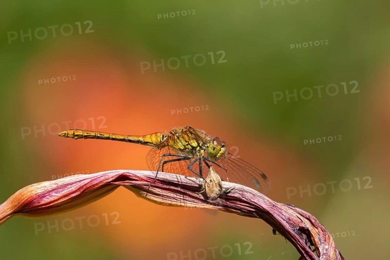 Common darter dragonfly (Sympetrum striolatum) adult male insect resting on a garden lily plant flower in summer, Suffolk, England, United Kingdom