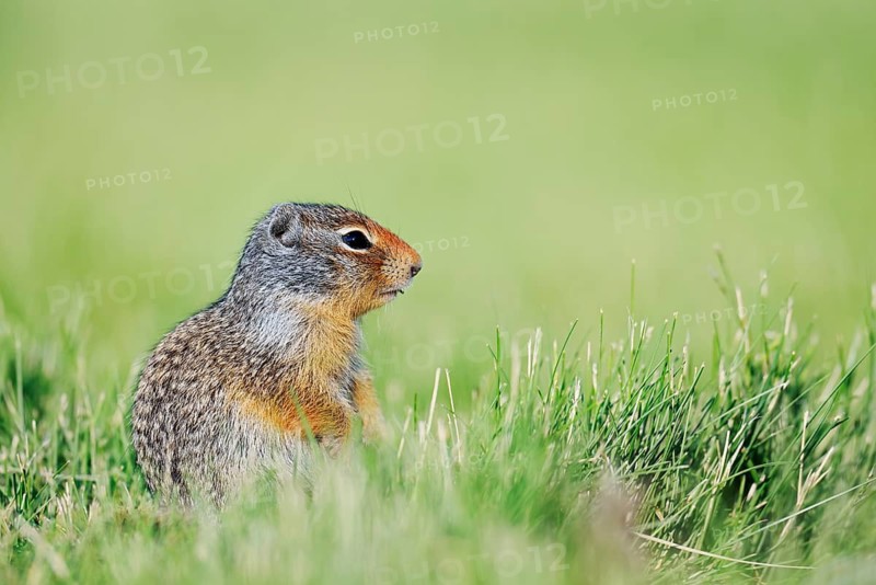 Columbia ground squirrel (Urocitellus columbianus, Spermophilus columbianus), juvenile sitting in a meadow, Waterton Lakes National Park, Alberta, Canada