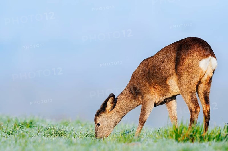 European roe deer (Capreolus capreolus), doe standing in a meadow and eating, Lower Saxony, Germany