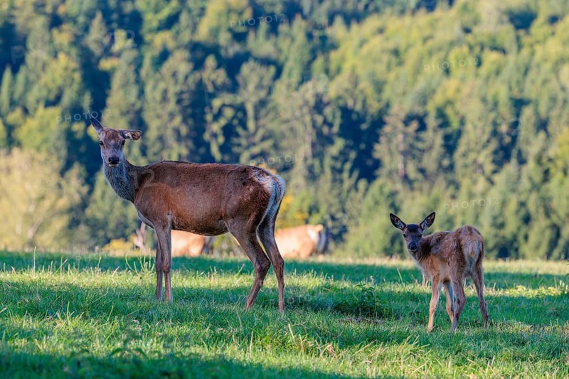 A female Altai maral (Cervus canadensis sibiricus) and her calf stand in a green meadow in the first light of day. Southern Siberia, northwestern Mongolia, northern Xinjiang province of China