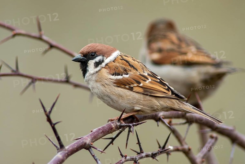 Tree Sparrow, Passer Montanus, Sparrow, Tree Sparrow, Birds, Passeri, Songbirds, Sparrow, Sparrow, Sparrow, Sparrow, Sparrow, Birds