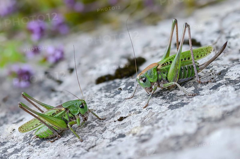 Decticus verrucivorus, grasshoppers, deciduous locusts, wart biters, ensifera, female, grasshoppers, grasshoppers, insects, long-feeler scares, male, couple, wart-biter, female