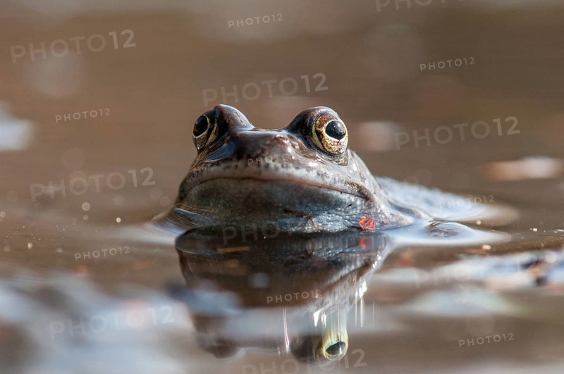 Common frog, common frog, rana temporaria, amphibians, amphibians, frog, frogs, spring, amphibians, spring