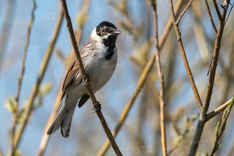 Emberiza schoeniclus, reed bunting, birds, male, passeri, songbirds, songbirds, birds