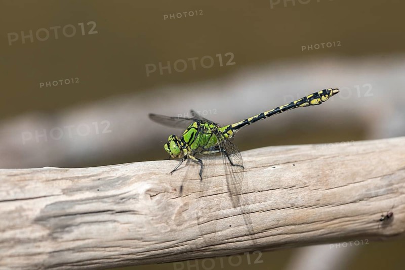 Green culbtail, green snaketail, green wedge, ophiogomphus cecilia, anisoptera, damselflies, dragonflies, insects, dragonflies, odonata