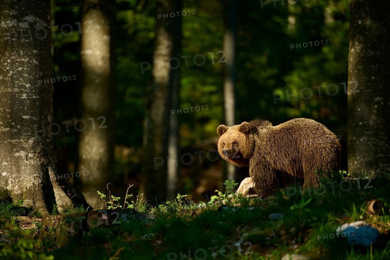 A brown bear in the forest looks around in the sunlight, surrounded by trees, European brown bear (Ursus arctos), Slovenia