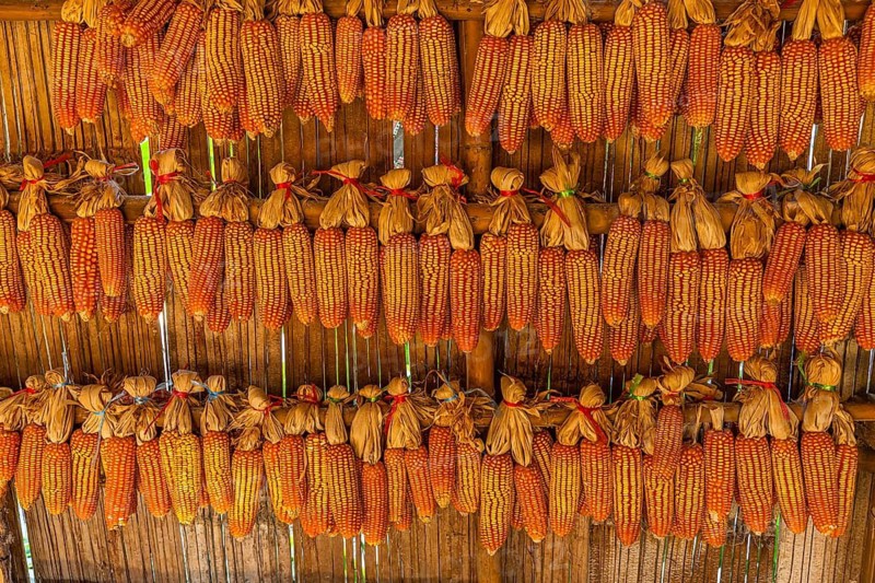 Corn on the corn cob, hung to dry, in Karen Long Neck Village, Chiang Mai, Thailand