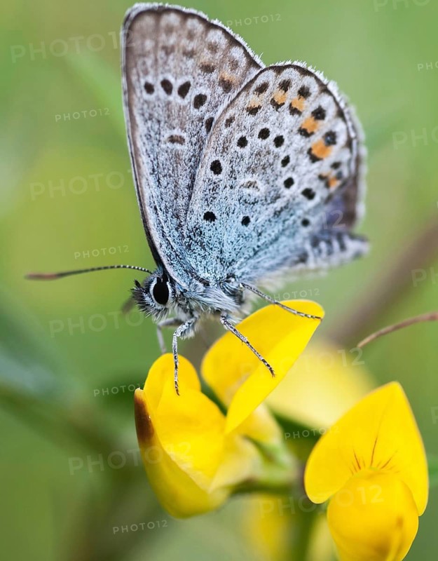 Argus blue, plebeius argus, silver-studded blue, butterfly, high size, portrait format, insects, butterfly, butterfly, butterfly