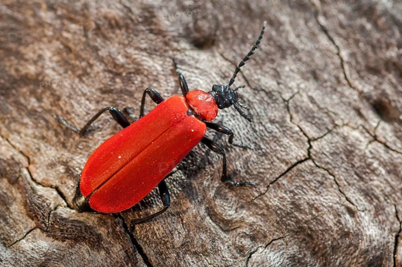 Black headed cardinal beetle, fire beetle, pyrochroa coccinea, scarlet fire beetle, beetle, coleoptera, insects, beetles