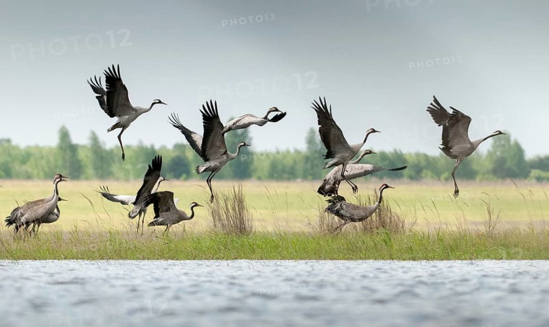 Brandenburg, Crane, Germany, Grus Grus, Crane, Nabu, national natural heritage, natural paradise Grünhaus, post-mining landscape, birds, flying, flight, gruidae, gruiformes, greenhouse, cranes, waitbirds, birds