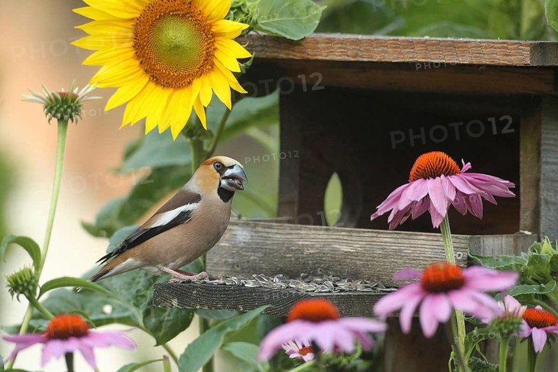 Hawfinch (Coccothraustes coccothraustes) at the bird feeder in the garden, between flowering purple coneflower (Echinacea purpurea) and sunflower (Helianthus annuus), Allgäu, Bavaria, Germany