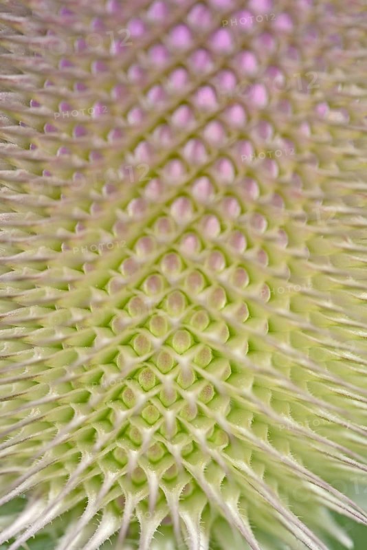 Wild teasel (Dipsacus fullonum), inflorescence in front of flowering, close-up, North Rhine-Westphalia, Germany
