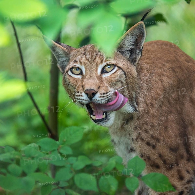 Carnivora, Eurasian lynx, felis lynx, predators, high size, portrait, mammals, raptors, mammals