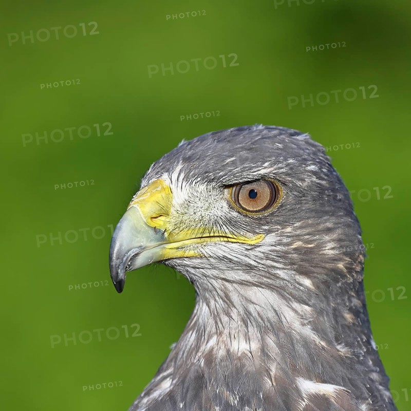Andean buzzard or blue buzzard (Geranoaetus melanoleucus), animal portrait, head portrait, captive, found in South America, Rhineland-Palatinate, Germany