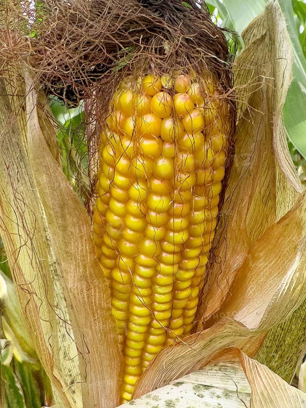 A ripe (Zea mays) maize corn cob with visible yellow maize kernels from a maize plant, international