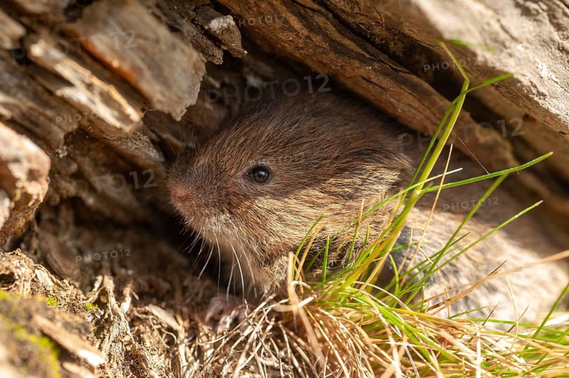 Earth mouse, field vole, microtus agrestis, rodents, Norway, rodentia, short-tailed vole, varanger, mammals, mouse, muroids, rodents, mammals, vole