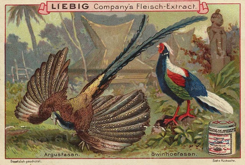 Picture series pheasant birds, argus pheasant and swinhoefasant, picture of love, digitally restored reproduction of a collector's painting from around 1900, exact date unknown