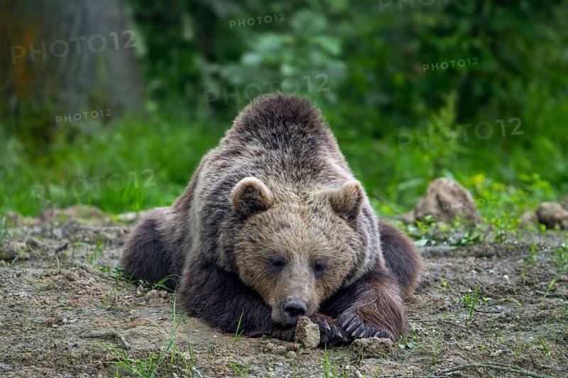 European brown bear (Ursus arctos) sleeping in forest