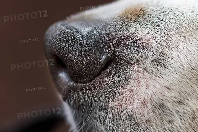 Nose of a beagle, close up, Baden-Württemberg, Germany