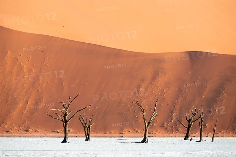 Dead trees in front of red sand dunes, atmospheric white salt pan Dead Vlei, Sossusvlei, Namib, Namib Desert, Namibia