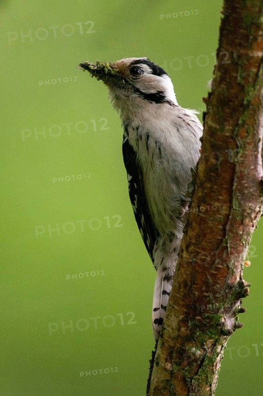 Dendrocopos minor, dryobates minor, small woodpecker, lesser spotted woodpecker, birds, female, high size, portrait format, piciforms, woodpeckers, birds, female, woodpecker