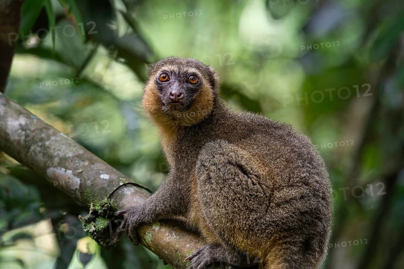 A golden bamboo lemur of the genus Hapalemur aureus, in the rainforests of Ranomafana National Park
