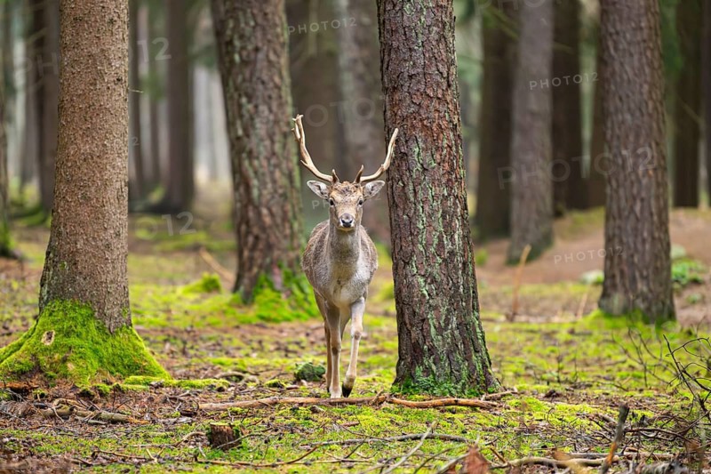 European fallow deer (Dama dama) buck in a forest in autumn, Bavaria, Germany