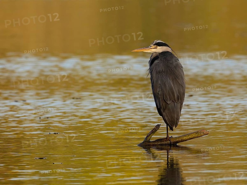A gray heron in the morning sun, Ümminger See, Bochum, Ruhrpott, North Rhine-Westphalia, Germany