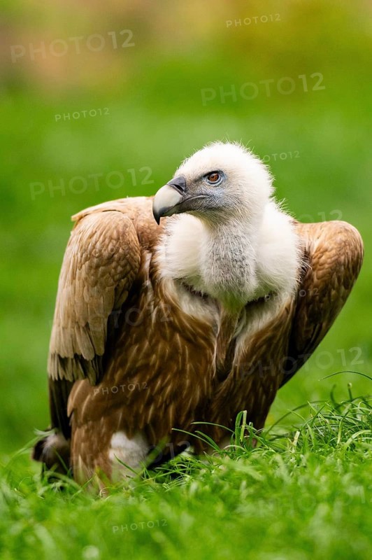 Griffon Vultures (Gyps fulvus) standing on a meadow in spring, bavaria, Germany