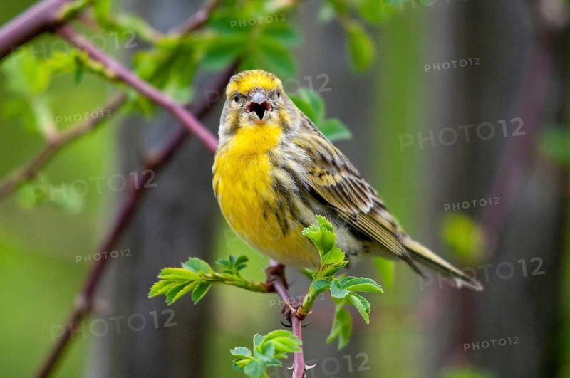 European Serin, serine, serinus serinus, birds, song, male, passeri, singing, songbirds, birds