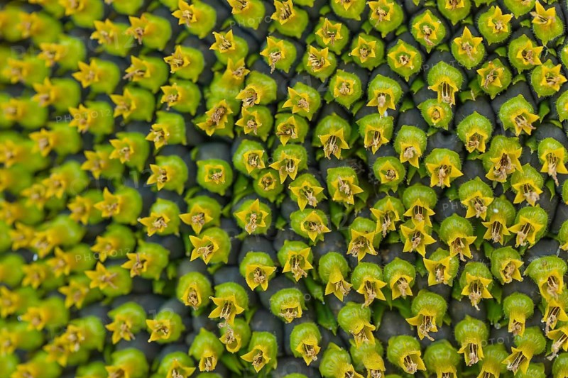 Daytime horizontal macro view of the intricate geometric pattern formed by disc florets and developing seeds on the head of a sunflower (Helianthus annuus). Baden-Württemberg, Germany