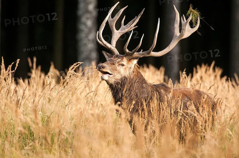 Artiodactyla, Cervus Elaphus, even-toed ungulate, cloven-hoofed, red deer, red deer, deer, mammals, tubes, mammals