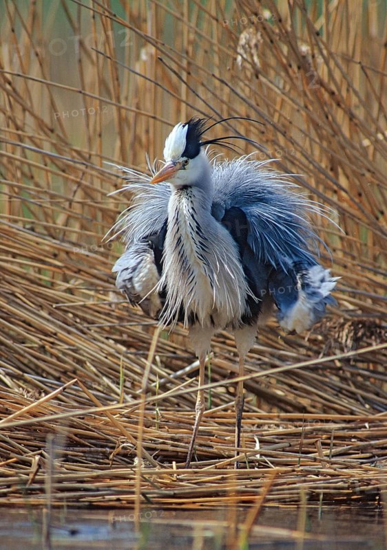 Ardea cinerea, heron, gray heron, adult, birds, ciconiiformes, adult, plumage care, sexual mature, high size, portrait format, leo, preening, heron, decorative feathers, walking birds, waitbirds, birds