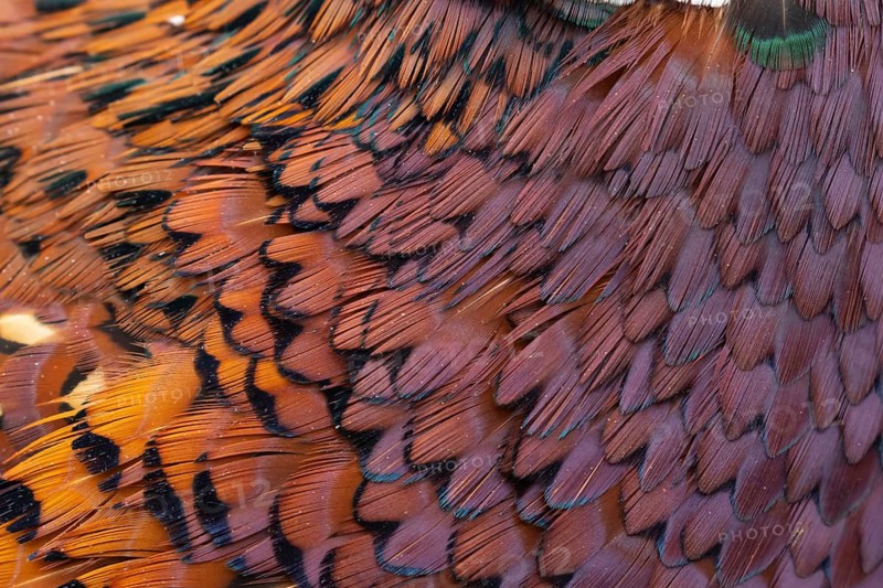 Common pheasant (Phasianus colchicus) male game bird close up of its feathers, England, United Kingdom