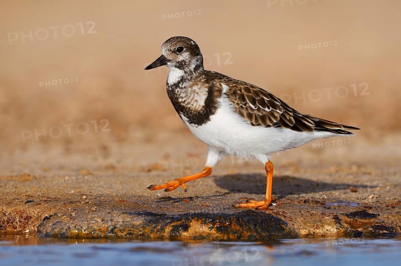 Turnstone (Arenaria interpres) in non-breeding plumage, Fuerteventura, Canary Islands, Spain
