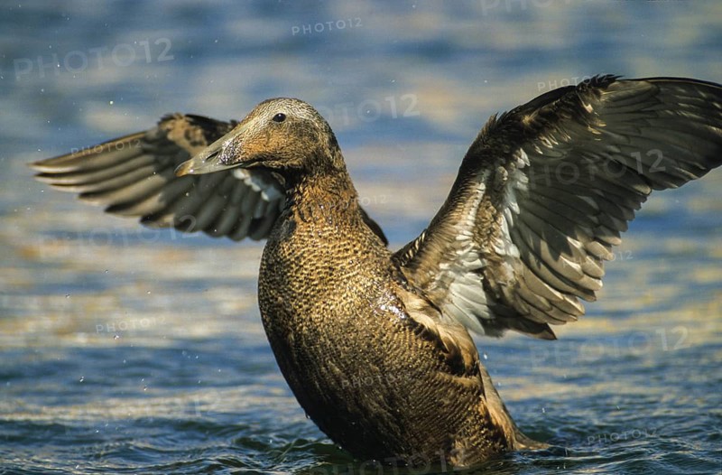 Cuddy's duck, eider, eider duck, somateria mollissima, anatidae, birds, common eiders, ducks, duck birds, female, plumage care, leo, preening, birds, waterbirds, waterbirds, female