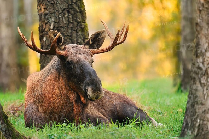 Eurasian moose (Alces alces alces), bull moose in autumn, Sweden