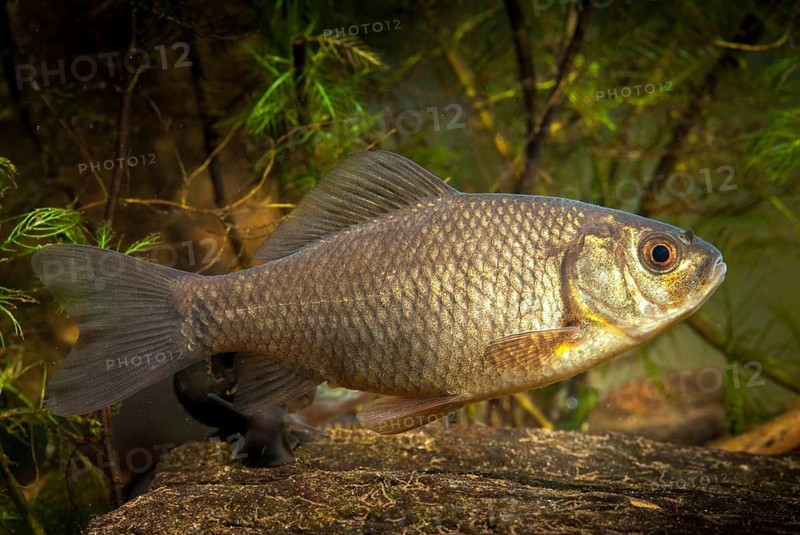 Carassius carp, crucian carp, cobbler carp, fish, fishes, pisces