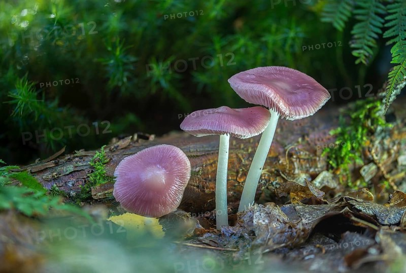 Agaricus purus, common radish helmet, gymnopus purus, purple radish helmet, mycena pura, prunulus purus, radish helmet, fungi, fungus, lilac bonnet, mushrooms