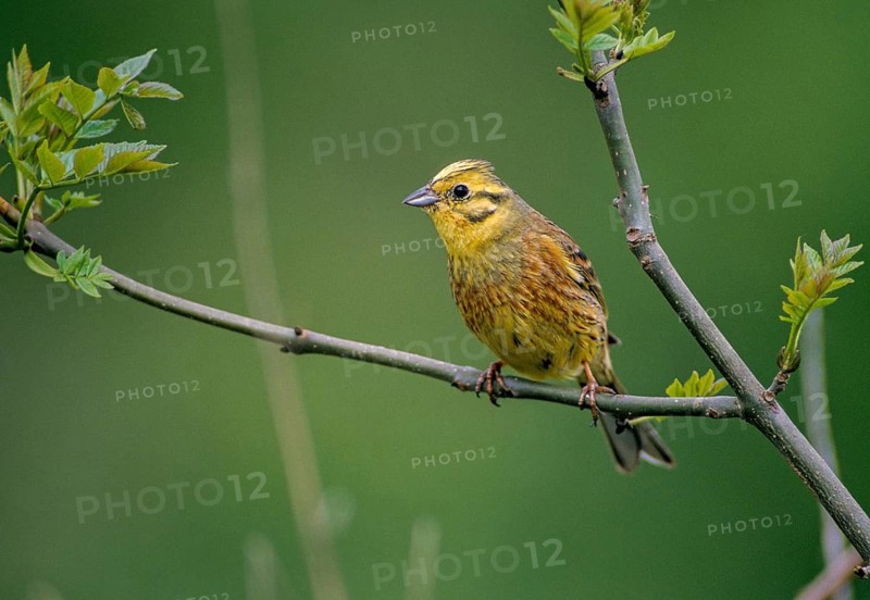 Emberiza citrinella, goldammer, yellowhammer, birds, leo, male, passeri, songbirds, birds